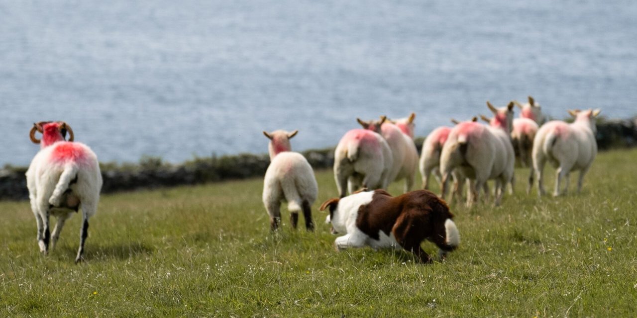 Sheepdog trials in kerry