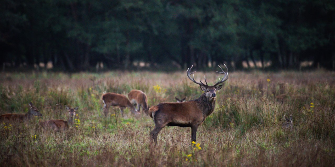 Photo of deers in park