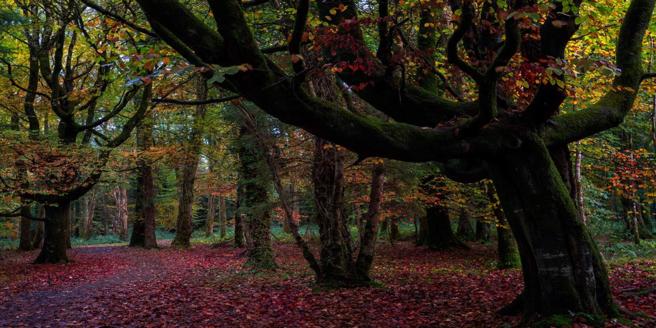 Forest with tall trees and red and orange leaves on the ground