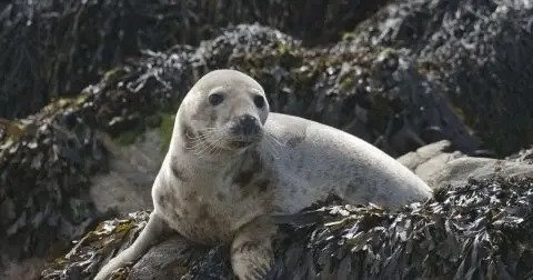 Seal Sighting on the Charter 